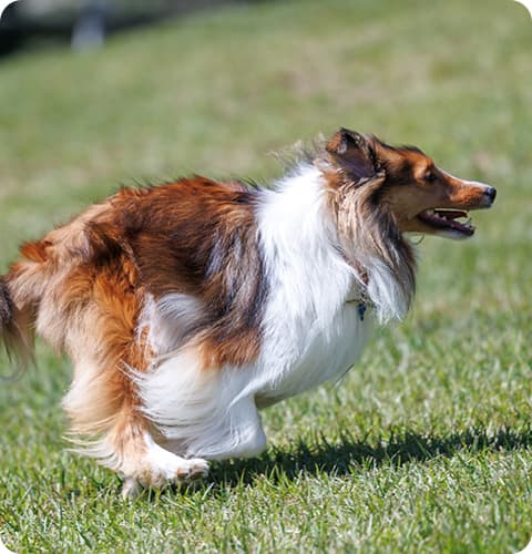 個人レッスン（犬のみ）